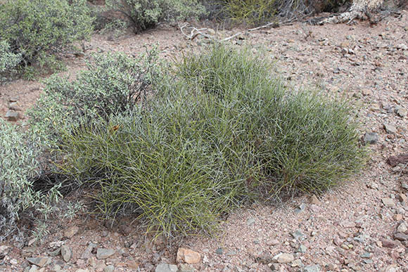  Ephedra aspera Engelmann ex S. Watson